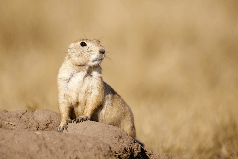 Sciurudae.