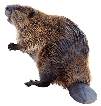 Rodents