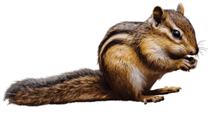 squirrel